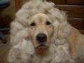 Golden Lion
