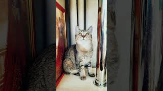 #adelaidafymiko #котофейка #cat #music #ленинград#cat #kitten #newmusic #kitty #cute #cutecat
