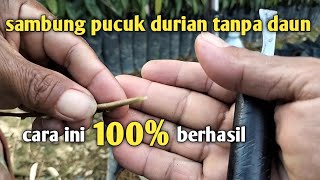 sambung pucuk durian tanpa daun     100% berhasil