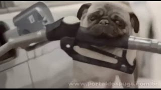 Citroën C4 HDi - Comercial de TV - Propaganda com Pug