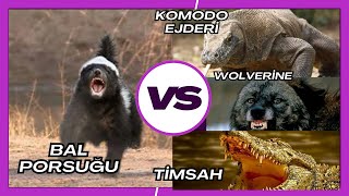 Bal Porsuğu vs Komodo Ejderi, Timsah, Wolverine | Bal Porsuğu Belgeseli Türkçe #BalPorsuğu Resimi