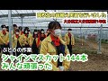 「ぶどうの作業」苗植え実習行いました！大分県立大分東高校1年生と一緒にシャインマスカット植えました！
