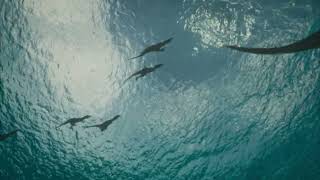 T.rex ve Ailesi | Part 1 |  Prehistoric Planet