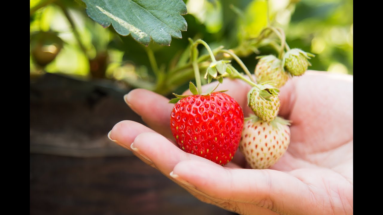 Strawberries picking | The real beauty of strawberries | How