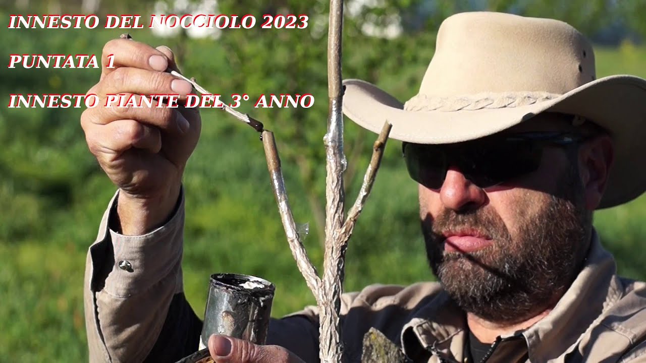 innesto del nocciolo stagione 2023, puntata 1, innesto piante del terzo anno.