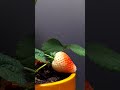 Strawberry Ripening Strawberry Ripening