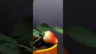 Strawberry ripening screenshot 3