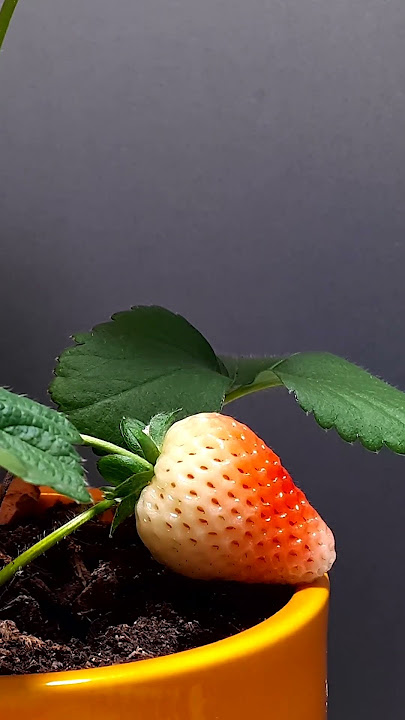 Strawberry ripening