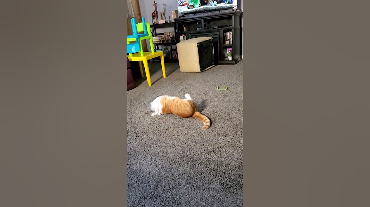 Cat Can't Stand His Cone Collar || ViralHog