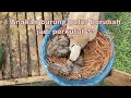Menukar anakan burung puter dengan anakan burung perkutut - Apakah mau meloloh,,?!!!