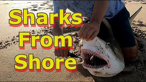 Tips and Tricks to Catch Sharks from Shore (FL Surf Fishing)