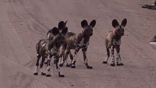 WE SafariLive-  The Pungwe Wild dog pack with their pups!