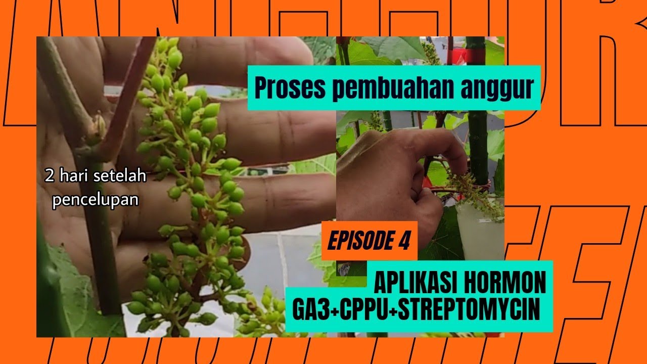 PROSES PEMBUAHAN ANGGUR | Episode 4 Aplikasi hormon GA3 + CPPU + Streptomycin