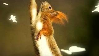 Белки Бетмен?