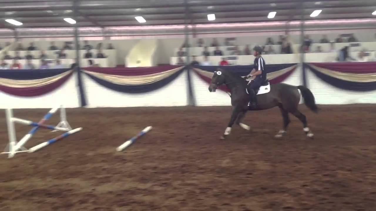 Callaho auction 2013