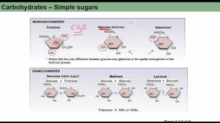 Ch 2 Pt 3   Biomolecules
