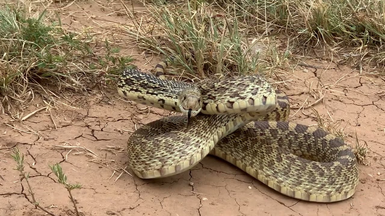 Angry Bull Snake