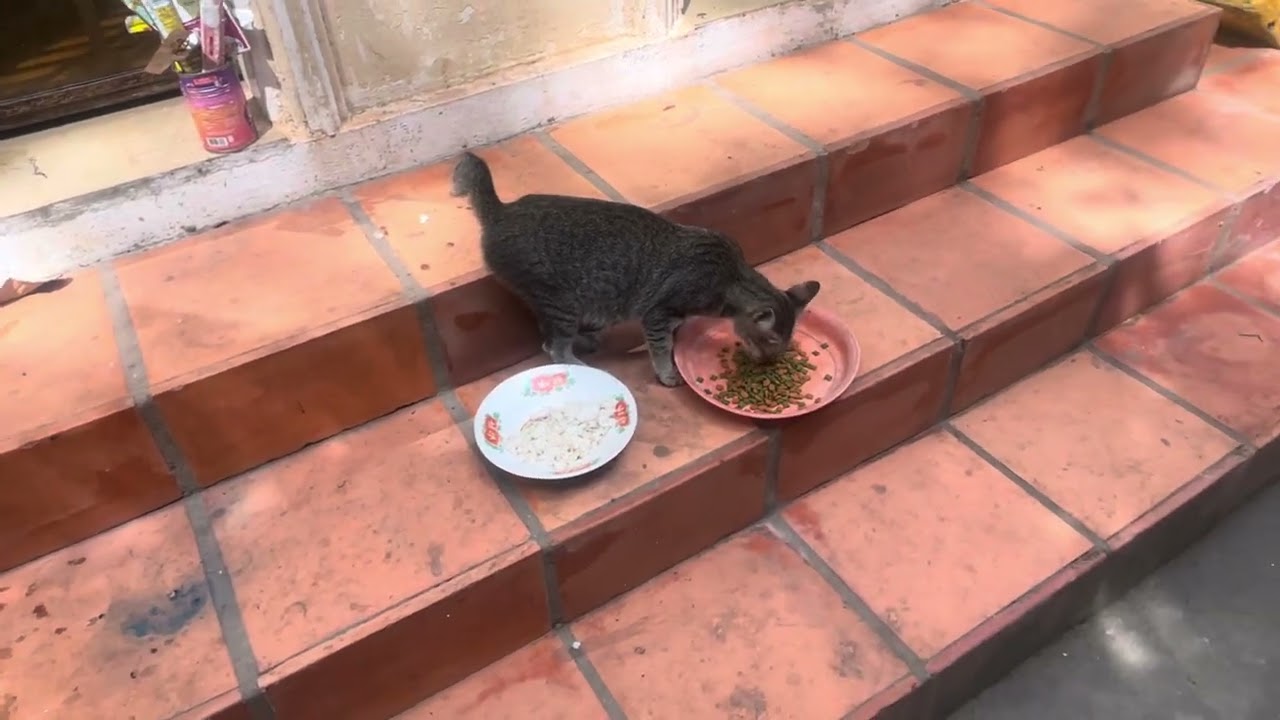 Claim up again to give food to two kittens but today I saw only one kitten on the roof top