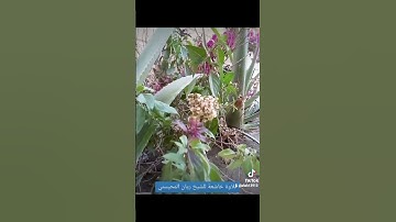 تلاوةخاشعة الشيخ ريان المحيسني