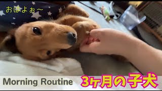 【ダックス多頭飼】3ヶ月の子犬とのモーニングルーティンは大変です。リアルな日常。