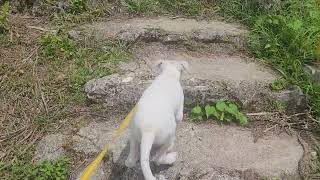 Bonus video at top of Saipan, I went up a little higher. Happy 70th Birthday to ME!! 360 Degree view