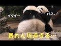 8/17シャオシャオの暴れっぷりにママもレイレイも振り回されるgiantpanda @tokyo 上野動物園