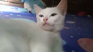 Kucing odd eyes