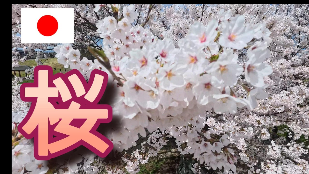 さくらいはじめ　一点物 YouTube