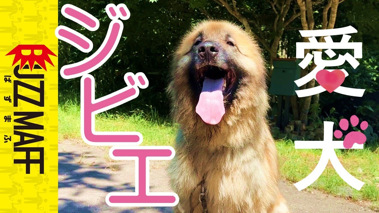 Extra large dog, 6 years old] Dog tries wild game pet food for the