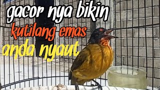 burung kutilang emas gacor