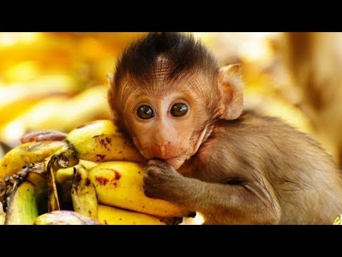 ¿Quieres saber que significado tiene soñar con monos? El fascinante significado de los sueños con monos: ¡desentraña su mensaje oculto!