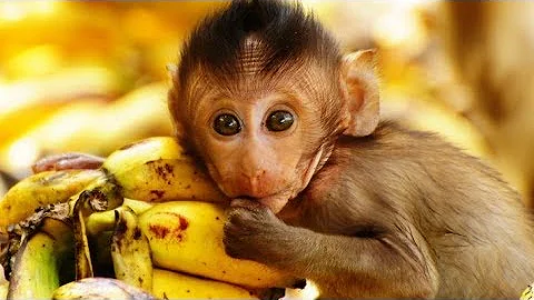 ¿Por qué los bebés son monos?