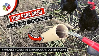 Cómo agregar el TUBO de RIEGO a un árbol ya plantado y que sobreviva a las gallinas