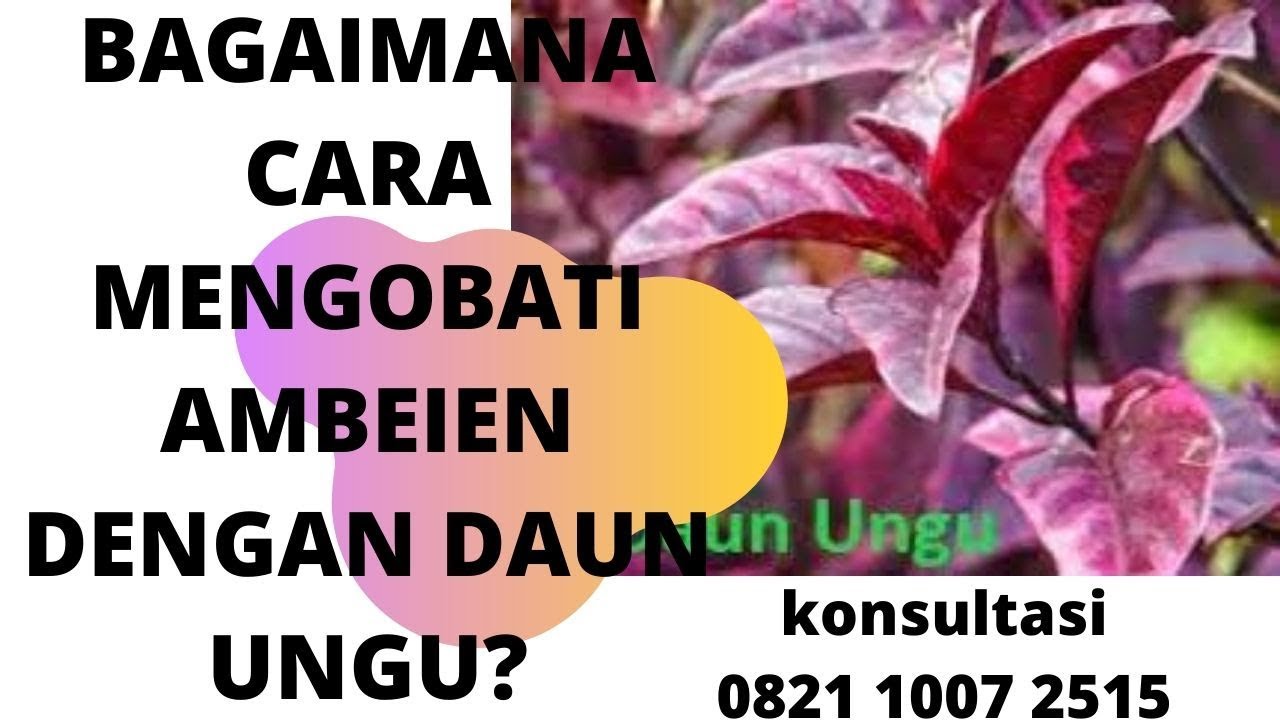 BAGAIMANA CARA MENGOBATI AMBEIEN DENGAN DAUN UNGU?
