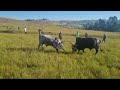 tshengisile (mpukane zisobisini) vs Mancushe(black 🖤)  #animals #india #bolivia #china #cow 🇿🇦🔥🥰🙌💯