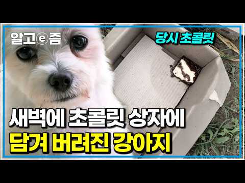 "Abandoned in a box of chocolate snacks..." The shocking truth behind the elderly dog wandering t...