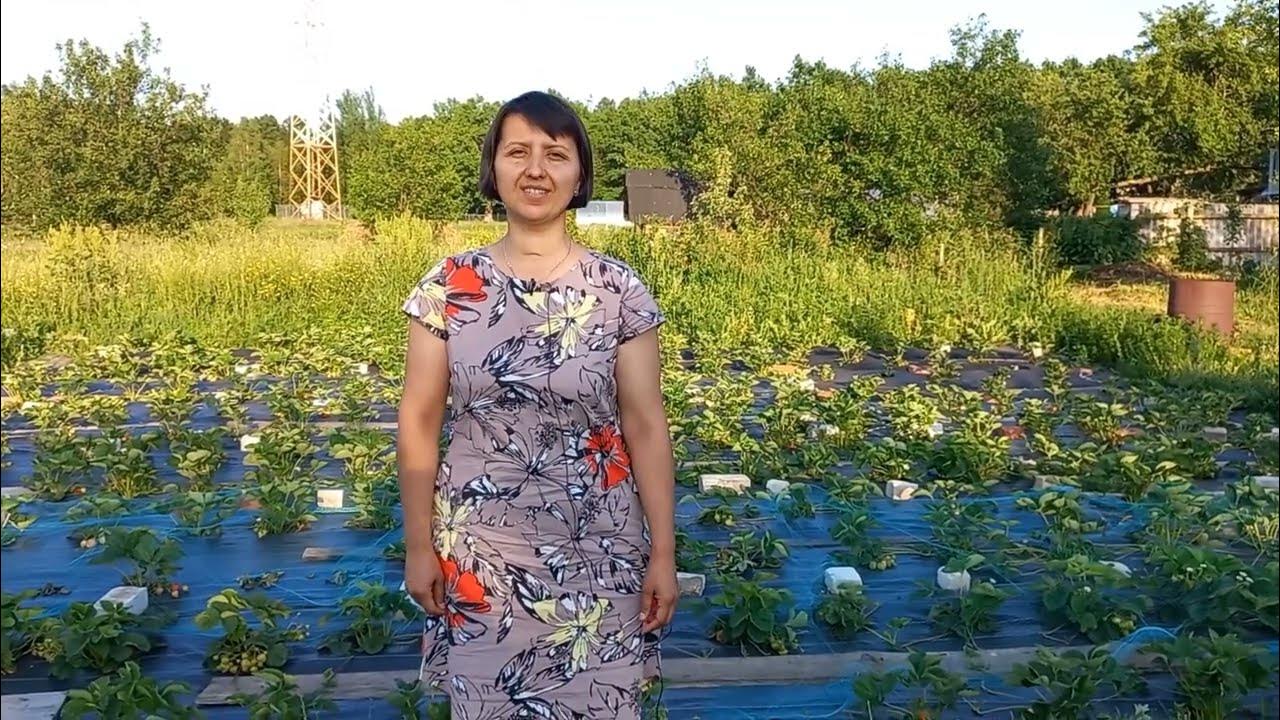 Лия сахарная. Начинаем клубничный сезон - YouTube