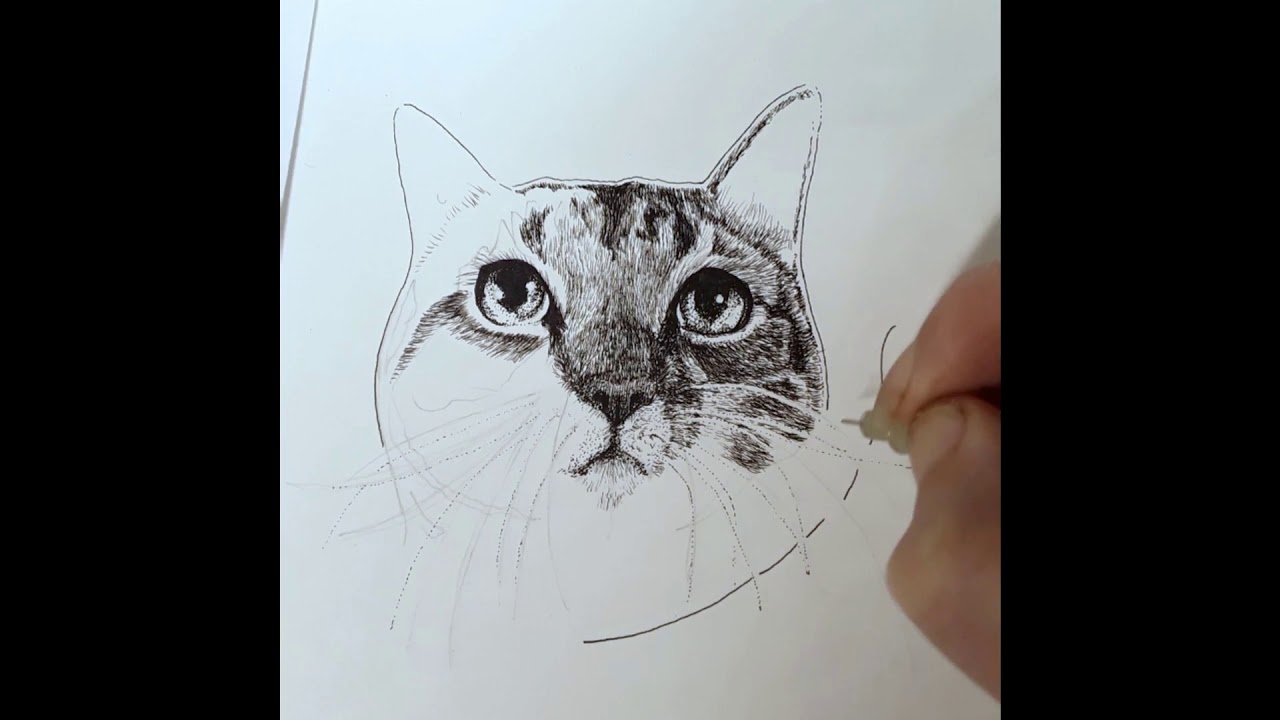 How I Draw Fur with Pen and Ink - Cat Drawing Detail - YouTube