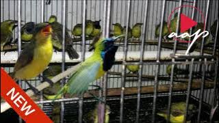 Masteran Terapi Air Untuk SOGON \ SRIGANTI (sogok ontong) Macet Bunyi | Nectarinia jugularis Therapy