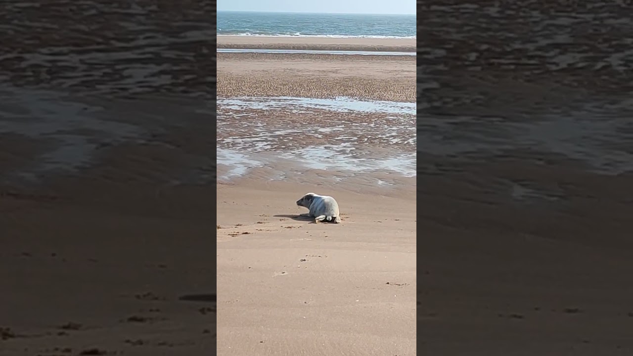 Adorable Baby Seal Spotted on the Scottish Coast. 