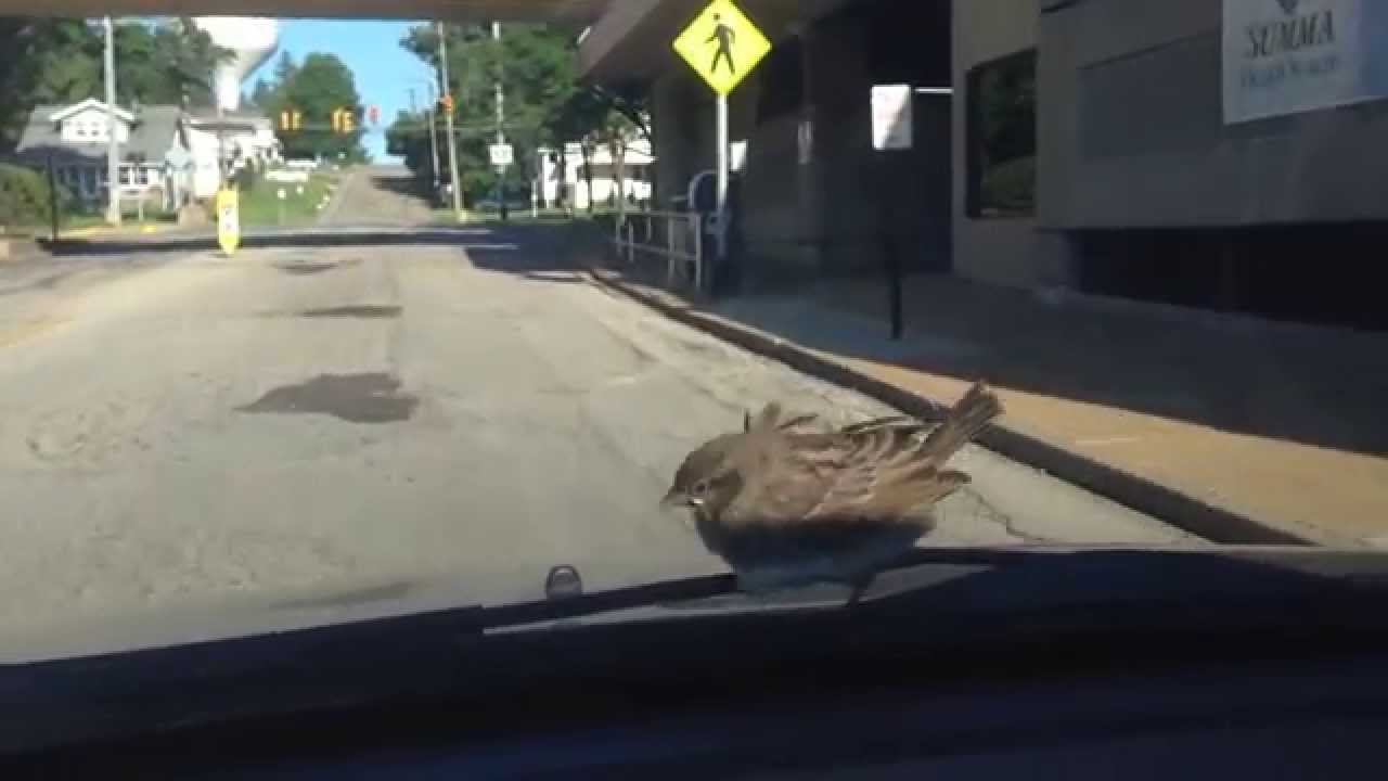 Bird gets a free ride from car YouTube