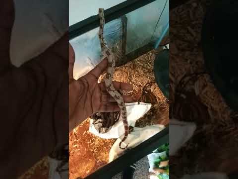 camera iphone 8 plus apk RIP Rest in peace to Selena My red tail boa