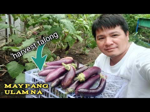 Mamitas tayo ng talong ||Arman Pvlog