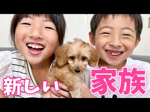 【ご報告】新しい家族が増えました!犬の赤ちゃんを飼います🐶ペット【dog】
