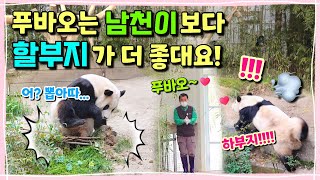 [ep.167] 남천이는 뿌리째 떠나갔지만 할부지는 언제나 푸바오 곁에 있어요!🙋🏻‍♂️💕할부지를 향해 온몸으로 달려간 아이. 푸바오 (왜 나 우럭😭) 에버랜드 판다월드