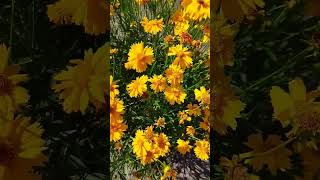 Кореопсис - солнечные ромашки #flowers #nature #ромашки
