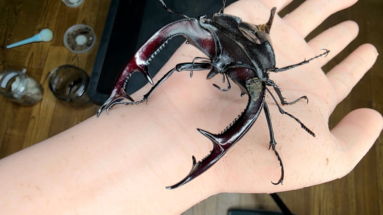 【待望】2年かけて羽化してきた世界最大のミヤマクワガタがカッコ良すぎる