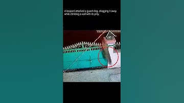 The Leopard’s Attack on a Guard Dog and Its Escape #shorts