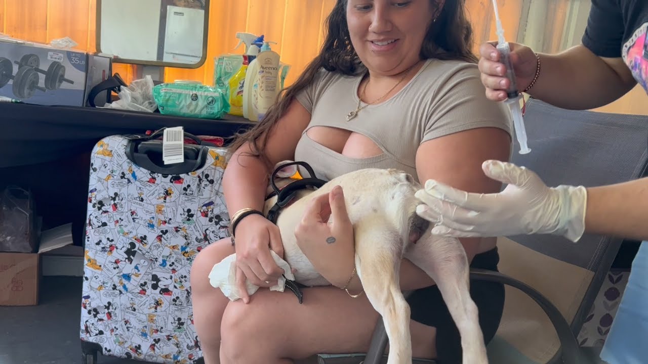 Frenchie Dog Artificial Insemination / #khustlevlogs