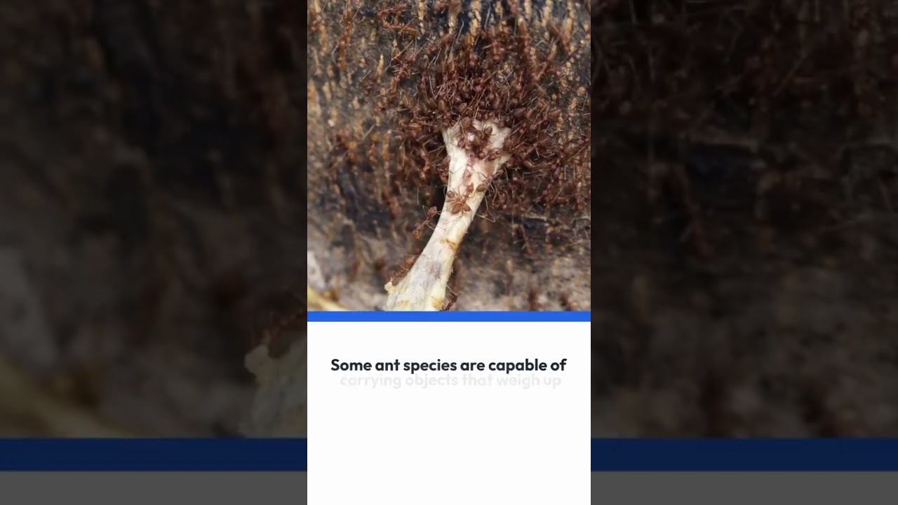 Interesting Facts About ANTS 